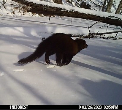 Fisher in Snow