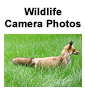 Wildlife Camera Icon