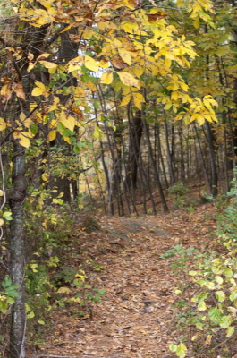 Woodland Trail Oct