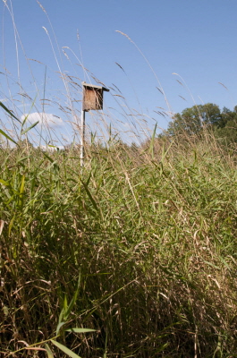 Bird Box August