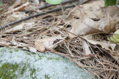 Wood Frog