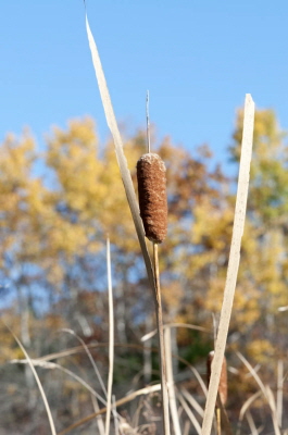 Cattail Oct