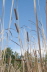 Cattails Sept