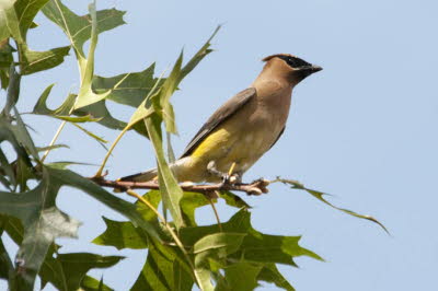 Cedar Waxwing