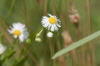 Daisy Fleabane June