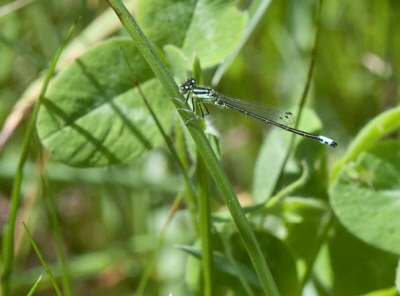 Damselfly May