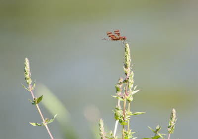 Dragonfly