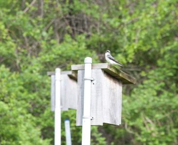 Eagle Scout Bird Box Project