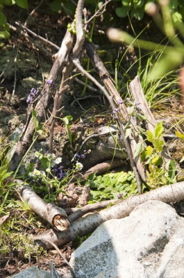 Fairy Houses