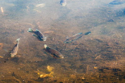 Fish in Clamshell Pond