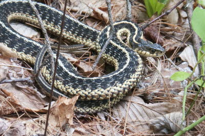 Garter Snake