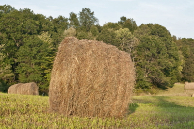 Hayfield Oct