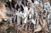 Indian Pipe Monotropa uniflora July