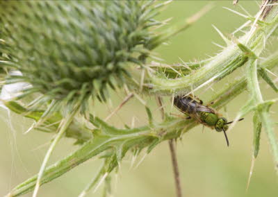 Insect (Identity Anyone?)