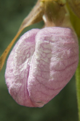 Ladyslipper May