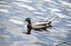 Mallard