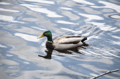 Mallard