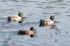 Mallards