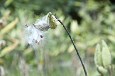 Milkweed Sept