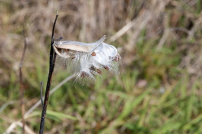 Milkweed Oct