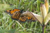 Monarch Butterfly