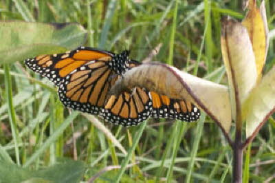 Monarch Butterfly