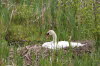 Nesting Swan