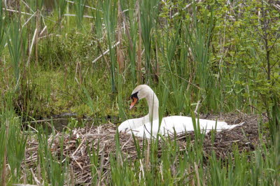 Nesting Swan