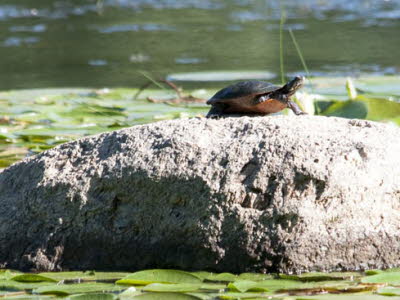 Eastern Painted Turtle