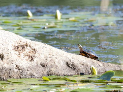 Eastern Painted Turtle