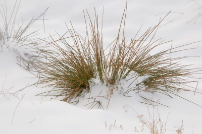 Grassland Jan