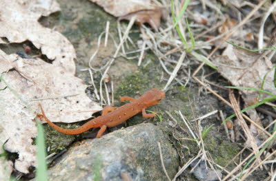 Red Spotted Newt