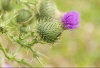 Thistle Sept