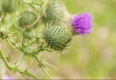 Thistle Sept