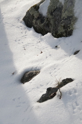 Snow Tracks Jan