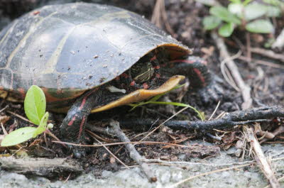 Eastern Painted Turtle