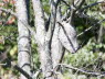 Wasp Nest in Northeast Forest