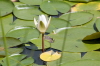 Water Lilly August