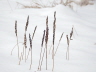 Winter Field Jan