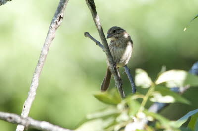 Young Bobolink