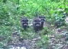 Young Raccoons