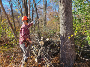Volunteer in hard hat tossing branches onto brush pile