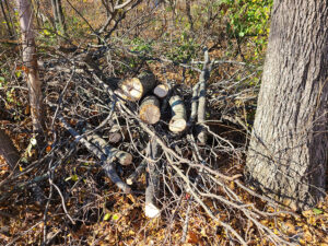 Brush pile at forest edge
