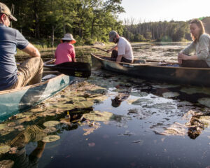 Volunteers (left) and Massachusetts DCR water scientists searching Clamshell Pond for invasive European Water Chestnutrs