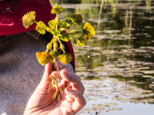 Closeup of European Water Chestnut