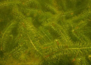 Close-up of Brazilian Elodea near pond surface
