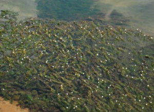 A Dense Mat of Brazilian Elodea in pond