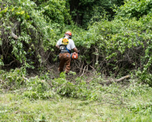 A volunteer with powered clearing saw cutting back invasive growth at a grassland's edge