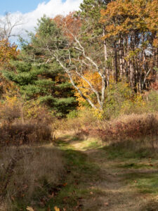 A mowed grassland trail bordering a forest with trees in bright autumn leaves
