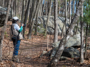A visitor taking a photograph on a forest trill that passes large boulders and many trees.
